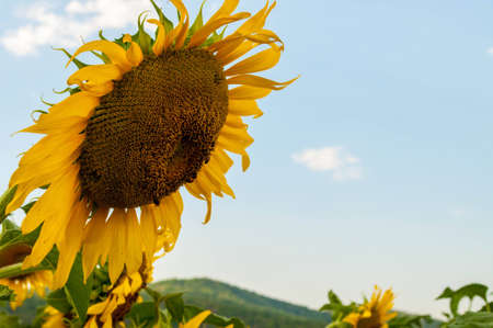 sunflowers in Thailandの写真素材