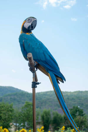 blue and gold parrotの写真素材