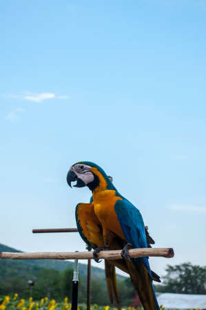 blue and gold parrotの写真素材