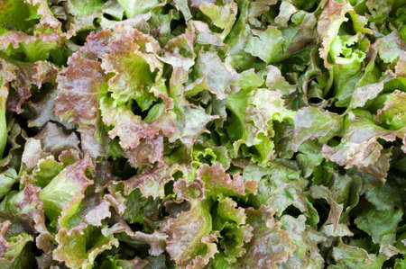 lettuceの写真素材