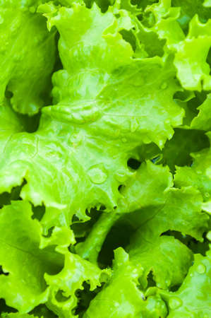 lettuceの写真素材