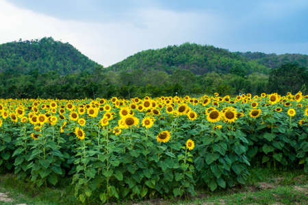 sunflowers in Thailandの写真素材
