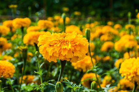 marigold gradenの写真素材