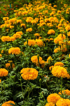 marigold gradenの写真素材
