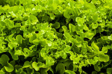 lettuceの写真素材