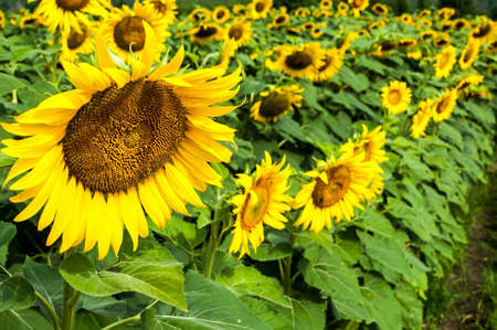 sunflowers in Thailandの写真素材