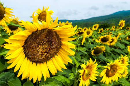 sunflowers in Thailandの写真素材
