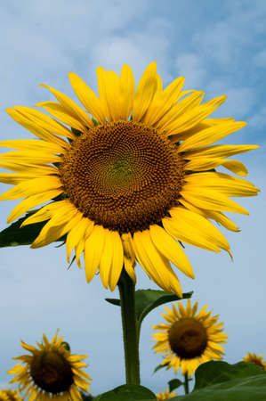 sunflowers in Thailandの写真素材