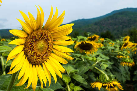 sunflowers in Thailandの写真素材