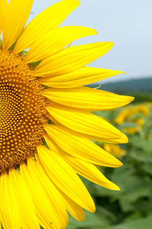 half sunflowerの写真素材