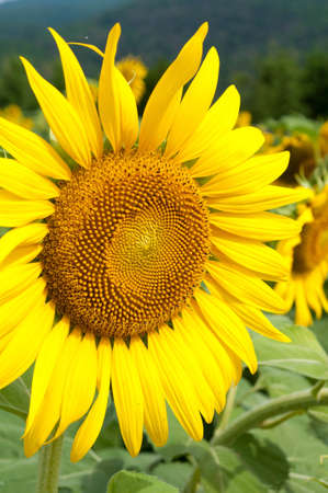 sunflowers in Thailandの写真素材