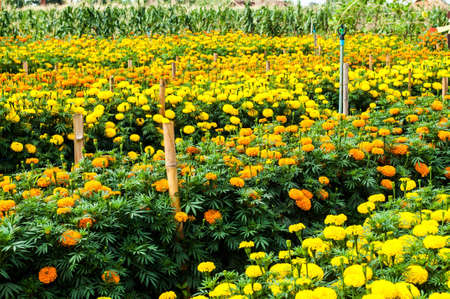 marigold gradenの写真素材