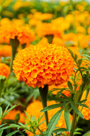 marigoldの写真素材
