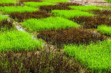 Paddy Sproutの写真素材
