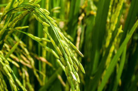 Paddy and Spikeの写真素材