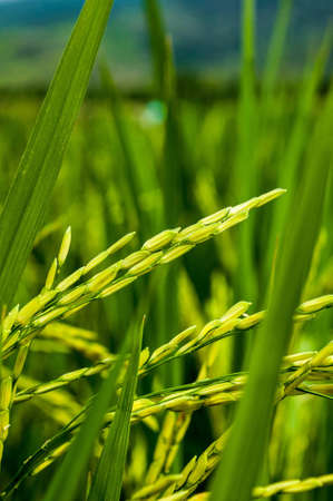 Paddy and Spikeの写真素材