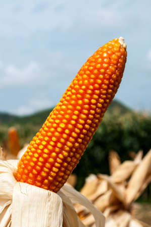 Corn in Thailandの写真素材