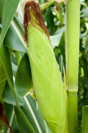 Corn in Thailand