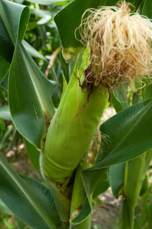 Corn in Thailandの写真素材