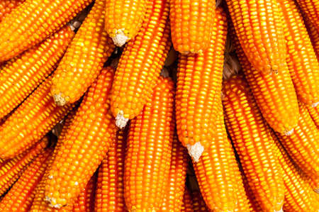 Corn in Thailandの写真素材