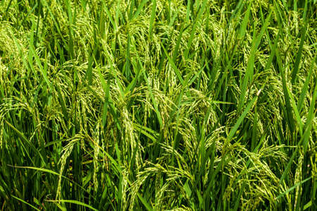 Paddy in Thailandの写真素材
