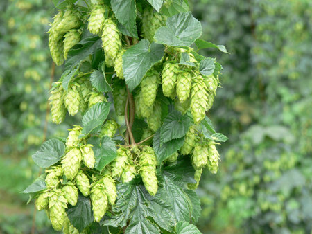 Tettnang hops