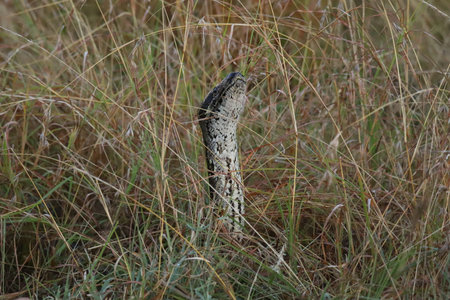 Straightened python in the high grass of the Masai Maraの写真素材