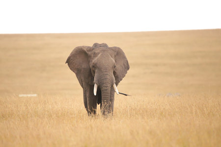 African elephant in the savannah