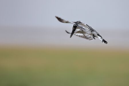 Pied kingfisher in flightの写真素材