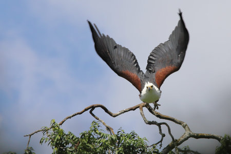 African sea eagle in flight