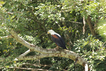 African fish eagle on a branch of a tree