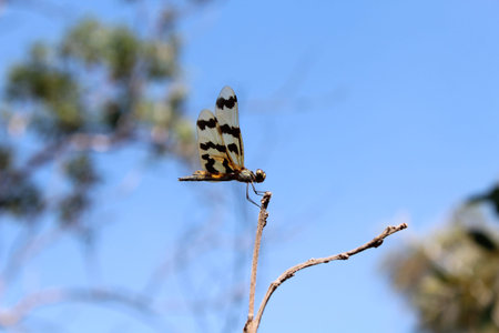 Graphic flutterer Dragonfly in the Northern Territory of Australia
