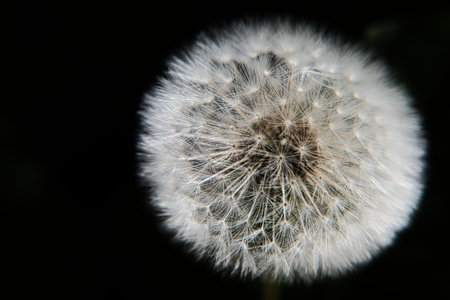 Close up of a dandelion seedhead