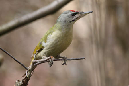 A gray-headed woodpecker male sits on a branch of a treeの写真素材