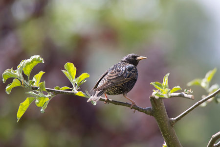 Common Starling (Sturnus vulgaris) sitting on an apple treeの写真素材