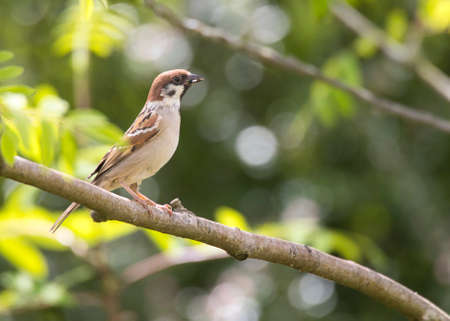 Eurasian tree sparrow (Passer montanus) on a branch of a treeの写真素材