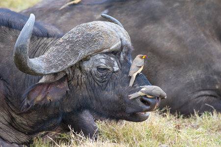 Two yellow-billed oxpecker, Buphagus africanus, sitting on the nose of an African buffalo, Syncerus...