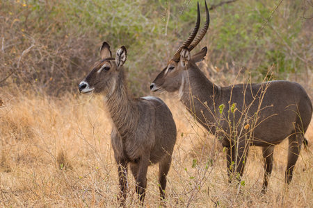 Waterbuck pair, Kobus ellipsiprymnus, in the Meru National Park in Kenya.の写真素材