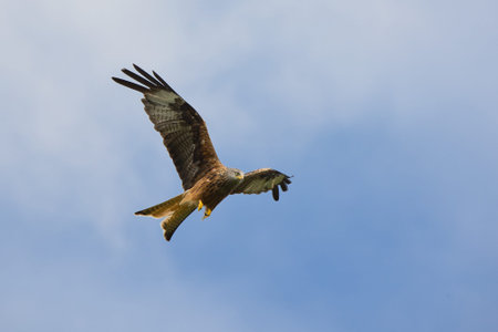 In flight, the red kite, Milvus milvus, has its target in its sights.