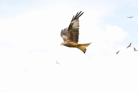Several red kites, Milvus milvus, flying in the sky.
