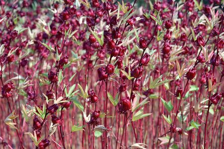 Hibiscus flowersの写真素材