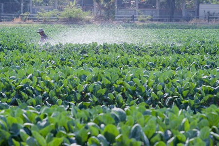 Vegetable garden and Vegetable gardener,Thailandの写真素材