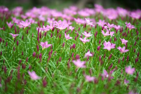 Pink flower and green grassの写真素材