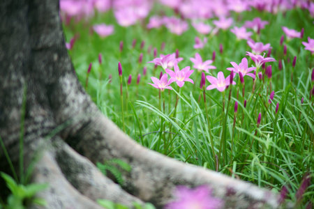 Pink flower and green grassの写真素材