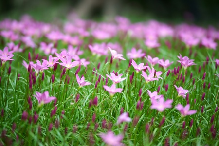 Pink flower and green grassの写真素材