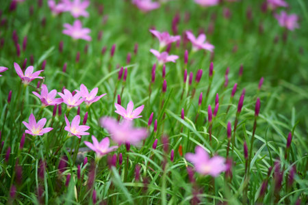Pink flower and green grassの写真素材