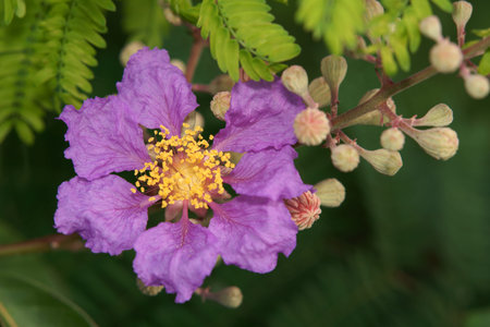 pink flowers