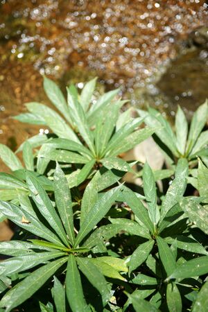 Leaves over water  inside the streamの写真素材