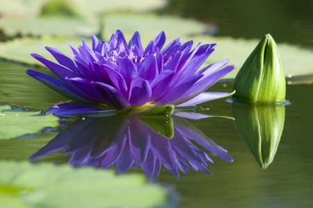 Water lilly flowerの写真素材