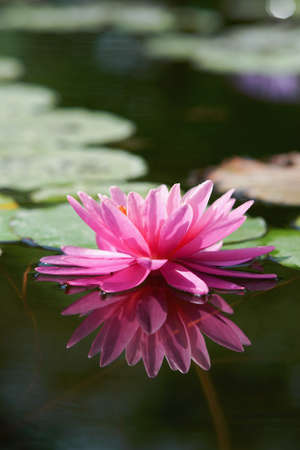 Water lilly flowerの写真素材